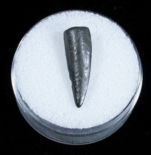 Cretaceous Crocodile Tooth From Maryland #3709